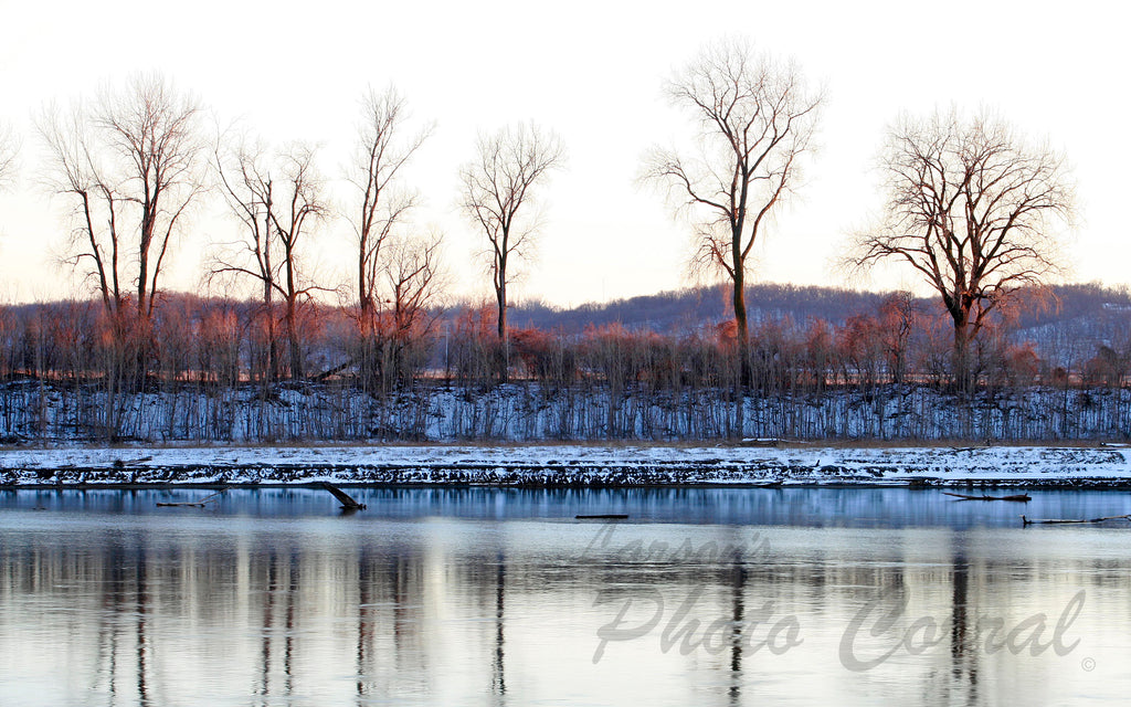 Winter Trees