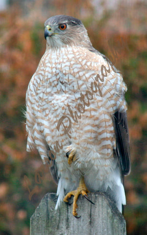 Cooper's Hawk