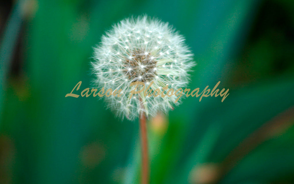 Dandelion