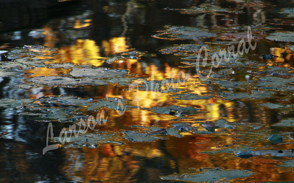 Golden Lily Pads