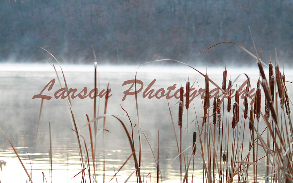 Foggy Cattails 030