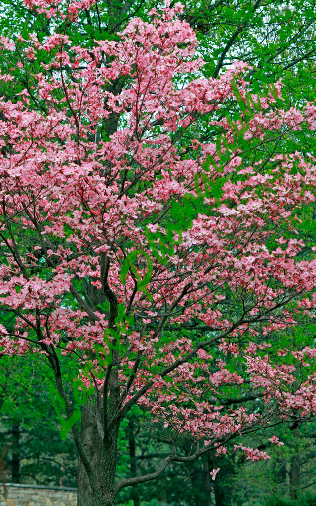 Pink Blossoms