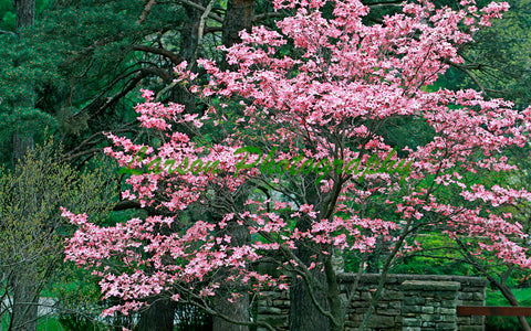 Red Blossoms