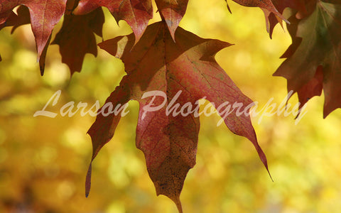Red Leaf on Yellow
