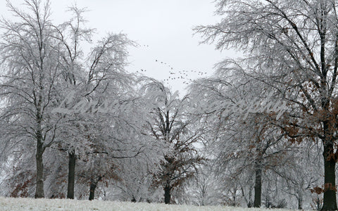 Winter Geese